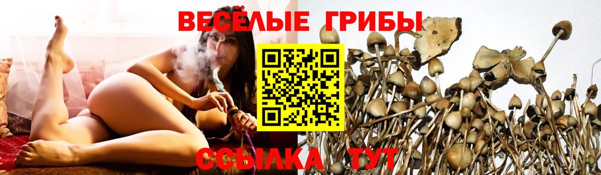 Псилоцибиновые грибы Cubensis Ивантеевка